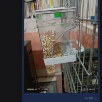 دون خوری و نردبان پرنده|لوازم جانبی حیوانات|قم, چهار مردان|دیوار