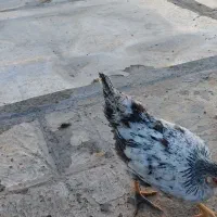 جوجه مرغ و خروس جوان|حیوانات مزرعه|کرمانشاه, |دیوار