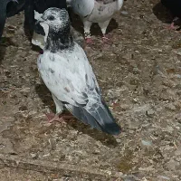کبوتر شامی گم شده عوضش میکنم یا میخرمش