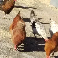 ۱۴ دانه مریشک کوردی