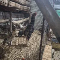 فروش مرغ و خروس لاری