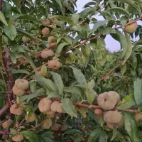 باغچه-سنددار-شخصی