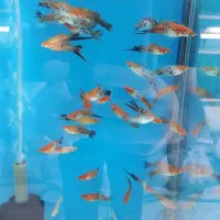 انواع گیاهخوار و گوشتخوار جدید|ماهی|کرمان, |دیوار