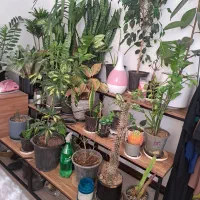 پایه گل|گل و گیاه طبیعی|مشهد, جاهد شهر|دیوار