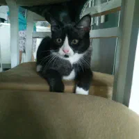 گربه اسکاتیش