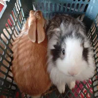 خرگوش نر و ماده ی زیبا|موش و خرگوش|مهاباد (آذربایجان غربی), |دیوار