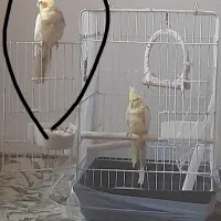 یک عروس هلندی گم شده یک روز پیش خ. صدوقی