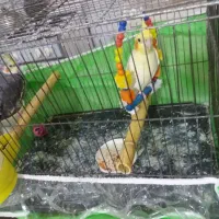 یک جفت  عروس جفت  باقفس دوتومان|پرنده|ساری, |دیوار