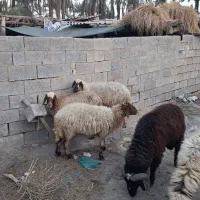 گوسفند