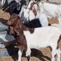 فروش 9راس بزغاله دورگ پاکستانی