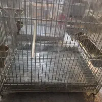 3عدد قفس غلامی سایز4 با فضله گیر