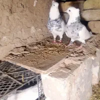 کبوتر|پرنده|تایباد, |دیوار