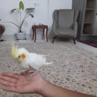 جوجه عروس هلندی