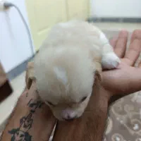 واگذاری سگ پاکوتاه توله اشپیتز میکس