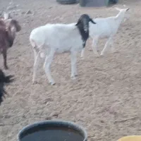 فروش شیشک قوچی و بز|حیوانات مزرعه|سرایان, |دیوار