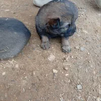 سگ سرابی|سگ|ماهنشان, |دیوار