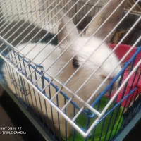 خرگوش لوپ نژاد خارجی|موش و خرگوش|شیراز, پشم شیشه|دیوار