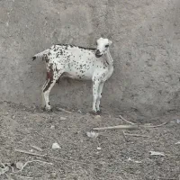 چند بز داشتی