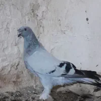 کفتر ترکیه|پرنده|بیله سوار, |دیوار