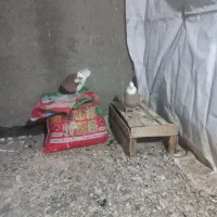 ی جفت کبوتر طوطی