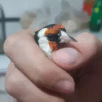 سره نر سرع گل قرمز نارنجی|پرنده|کندوان, |دیوار