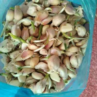 فروش سیر محلی