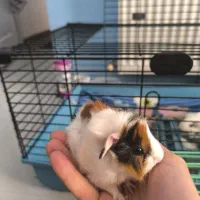 جوجه خوکچه هندی