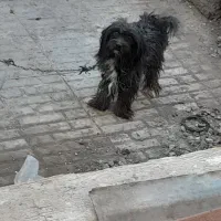 سگ پا کوتا پشمالو قیمت ۷۰۰ هزار تومان