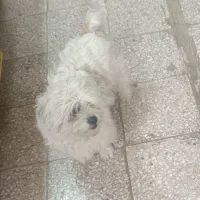 واگذاری سگ شیتزو