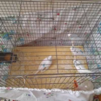 ۴ عدد مرغ عشق سالم مادر به همراه سه جوجه|پرنده|ری, هاشمآباد|دیوار