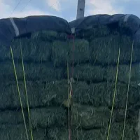 یونجه انباری و تازه چین دوم موجود|عمده‌فروشی|قیدار, |دیوار