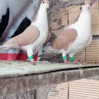 نروماده سار دورگ و نروماده ساده قزوینی