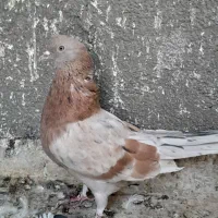 کبوتر پرشی