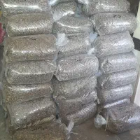 پخش عمده انواع تخمه  تازه پخت روز