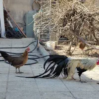 مرغ و خروس فونیکس|حیوانات مزرعه|مشکین‌دشت, |دیوار