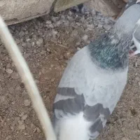 بدرنگ نر لول|پرنده|باغ بهادران, |دیوار