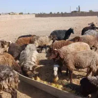 گوسفند نوزادوعقیقه قلم آبی شکم خالی بشرط پخت|حیوانات مزرعه|مشهد, نوید|دیوار