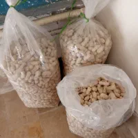 بادوم زمینی تازه