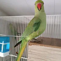 حراج  واقعی پرنده طوطی ملنگو و عروس هلندی