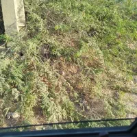 نظافتچی خانم نیازمندیم