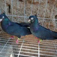 سیاه آبادانی ماهشهر