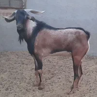 فروش پازن کهره نر