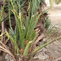 پا جوش خاصی