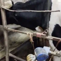 گاو شیری|حیوانات مزرعه|مشهد, شمس آباد|دیوار