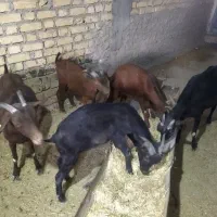 بز مورسیا|حیوانات مزرعه|میمند, |دیوار