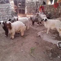 گوسفند در حمیدیه|حیوانات مزرعه|اهواز, کمپلو جنوبی|دیوار