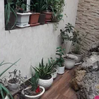 تعدادی گلهای اپارتمانی|گل و گیاه طبیعی|تهران, مرزداران|دیوار