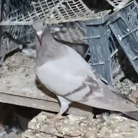 چنتا جوجه هیچ بند درجه یک|پرنده|برازجان, |دیوار