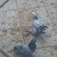 کبوتر|پرنده|تبریز, |دیوار