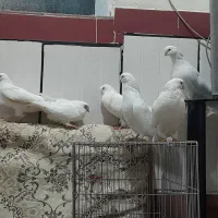 تهرانی چش نوک سفید